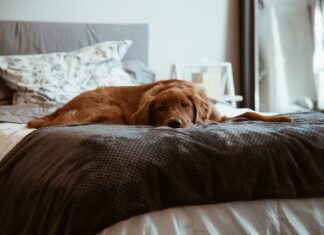 cane-fa-pipì-in-casa