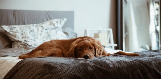 Il cane fa pipì in casa? Ecco cosa fare (e non fare) cane-fa-pipì-in-casa