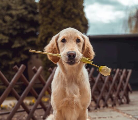cane-vuole-scappare-da-casa