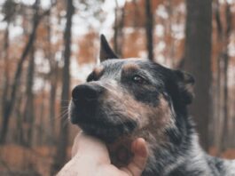 cani-riconoscono-i-bugiardi