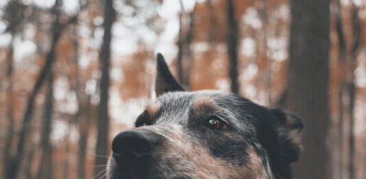 cani-riconoscono-i-bugiardi