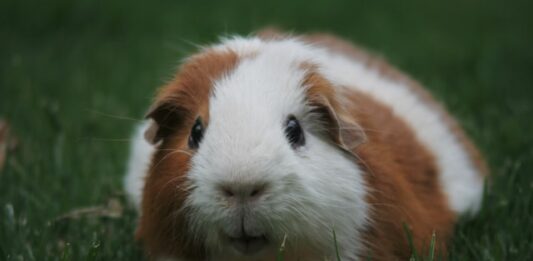 cavia non mangia