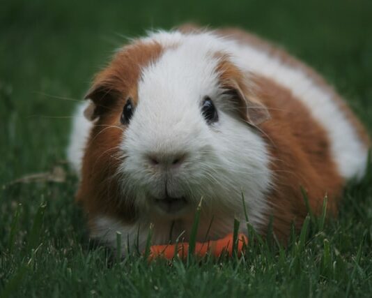 cavia non mangia