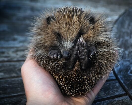 come aiutare un riccio