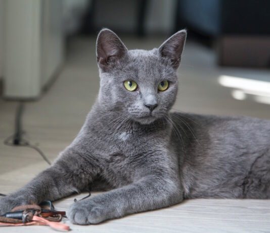 contraccettivi maschio