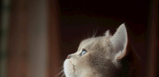 gatti-e-donne-gravidanza