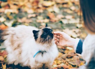 Il gatto ha sempre fame? A volte è meglio un solo pasto al giorno! gatto ha sempre fame