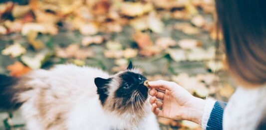 gatto ha sempre fame