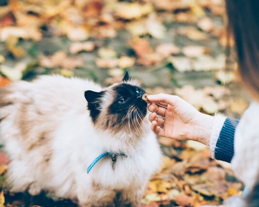 gatto ha sempre fame