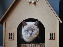 Gatto in una casa piccola? Ecco come sfruttare al meglio lo spazio gatto in una casa piccola