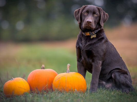 Halloween con i nostri amici a quattro zampe, trick or treat? halloween-quattro-zampe