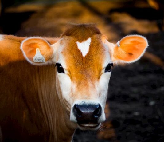 macellazione-rituale