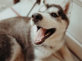 muta nel cane