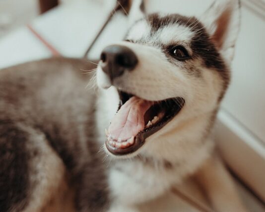 muta nel cane