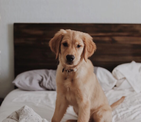 #PetPower, gli animali forniscono sollievo da stress e ansia #petpower