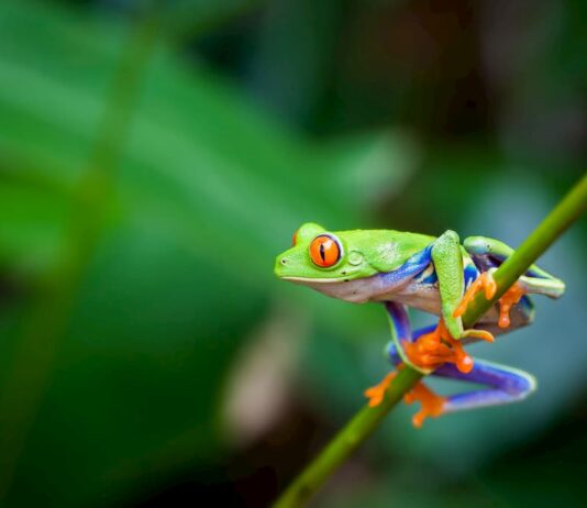 raganella-occhi-rossi