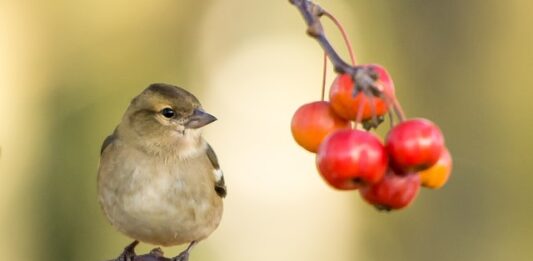 uccelli problemi respiratori