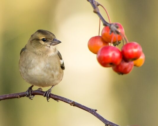 uccelli problemi respiratori
