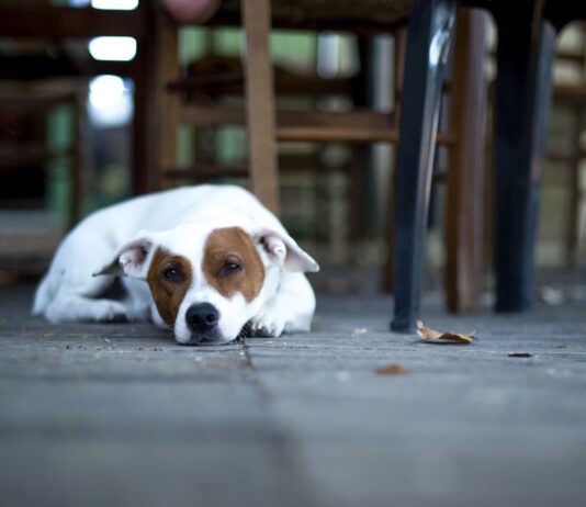 Alcol etilico, perché è così pericoloso per cani e gatti? alcol