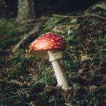amanita muscaria