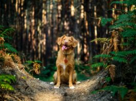Amanita muscaria, il cane e… Babbo Natale! amanita muscaria cane