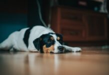 cane-disturba-vicinato