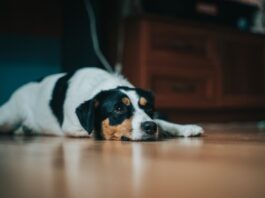 cane-disturba-vicinato