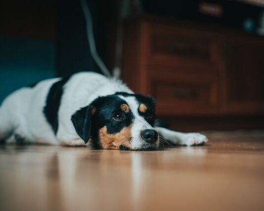 cane-disturba-vicinato