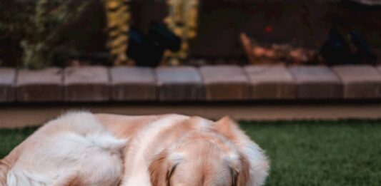 cane ha paura dei rumori forti