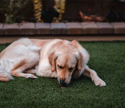 cane ha paura dei rumori forti