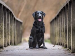 Covid-19: i cani sono “vittime” del contagio e non untori! cani covid-19