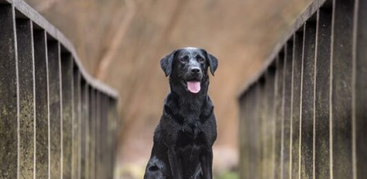 Covid-19: i cani sono “vittime” del contagio e non untori! cani covid-19