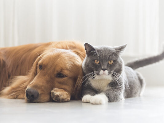 Cani e gatti anziani, quali sono le patologie influenzate dalla dieta? cani-e-gatti-anziani