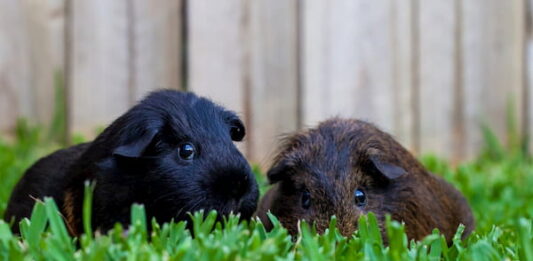 La mia cavia fa poche (o niente) feci! Come comportarsi? cavia-fa-poche-feci