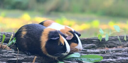 La mia cavia ha il naso un po’ sporco. Cosa posso fare? cavia naso