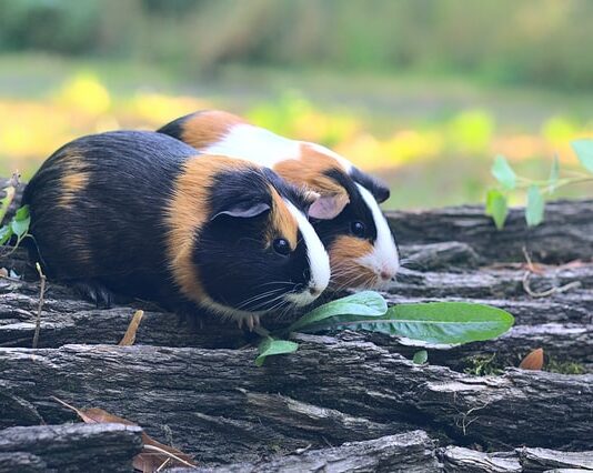 cavia naso