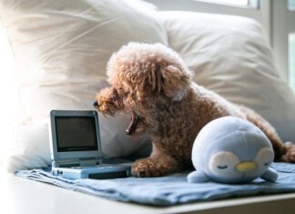 dog TV