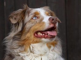 dpcm cane veterinario