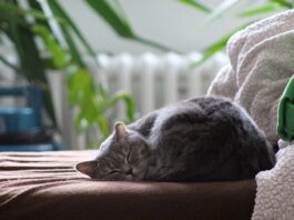 Feci del gatto: come devono essere? Quando mi devo preoccupare? feci-del-gatto-come-devono-essere