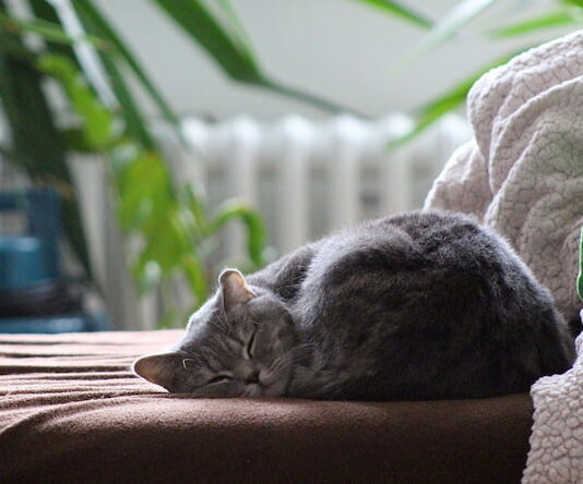 feci-del-gatto-come-devono-essere