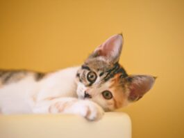 Lettiere comuni per i gatti a vita libera: il progetto in Giappone gatti a vita libera
