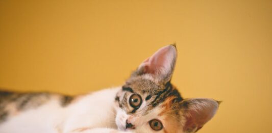 gatti a vita libera