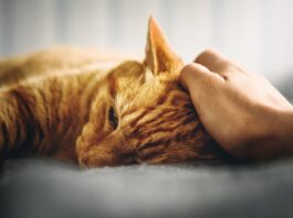 Il gatto è asociale? No, tutt’altro. Cerca il contatto umano! gatto asociale