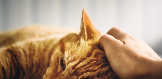 gatto asociale