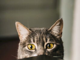 gatto-imitare-uomo