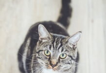 gatto-marca-il-territorio