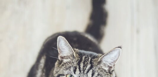 Perché il mio gatto marca il territorio in casa? gatto-marca-il-territorio