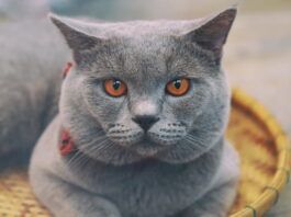 gatto stitico