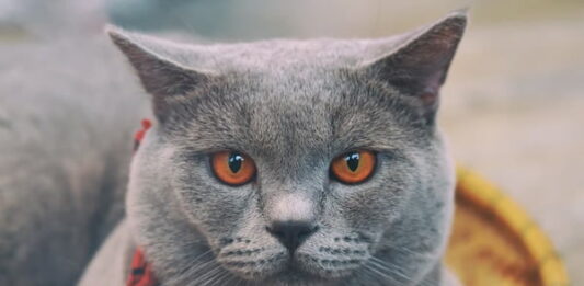 gatto stitico
