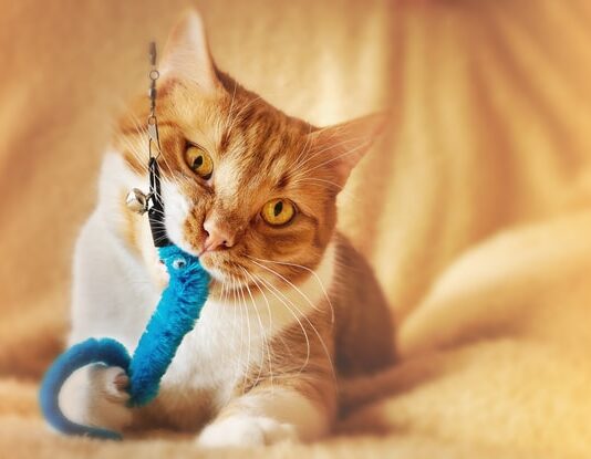 Giocare con il gatto? Aiuta a creare un legame tra pet e proprietario giocare-con-il-gatto